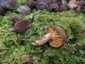 Lemezes tinóru (Phylloporus pelletieri), Zemplén